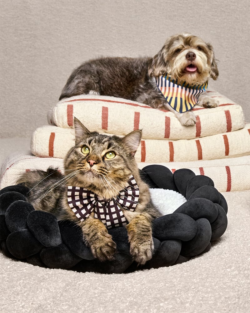 Target Unveils The Cuddle Collab Pet Collection, Coming Soon
