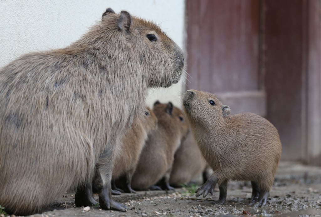 What's the Animal in Blackpink's "Ice Cream" Video? Capybara