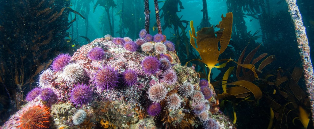 Planet Earth: Blue Planet II Photos