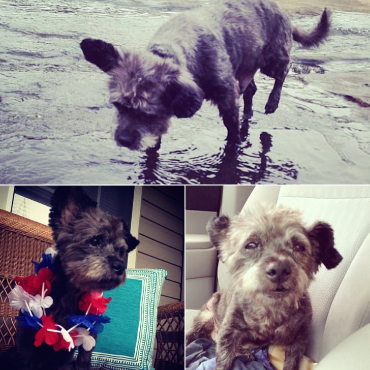 Dying Dog Is Adopted
