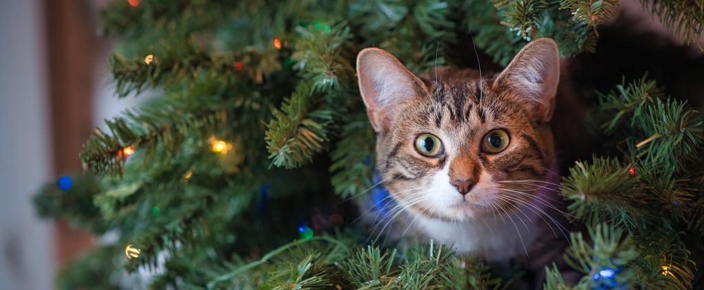 How to Stop a Cat From Climbing the Christmas Tree