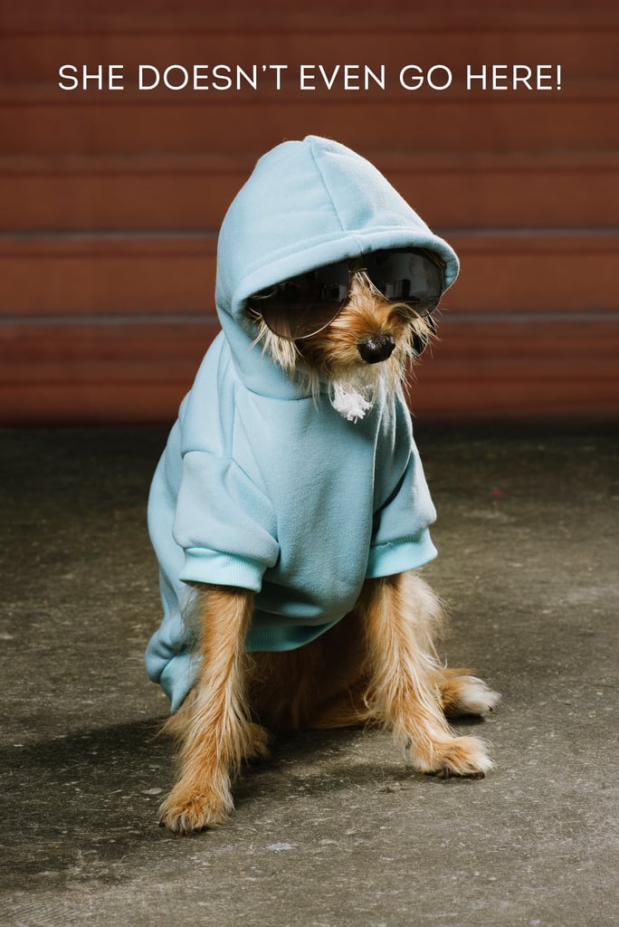 Dogs Dressed as Mean Girls Characters POPSUGAR Pets Photo 3