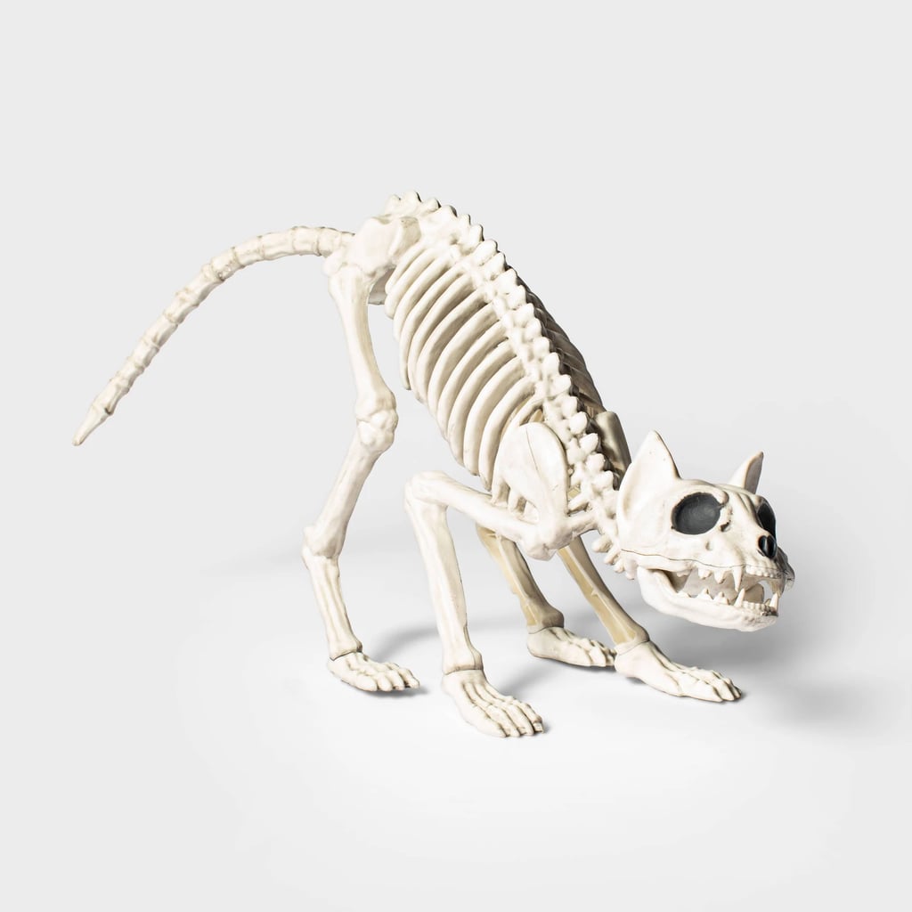 Medium Cat Skeleton