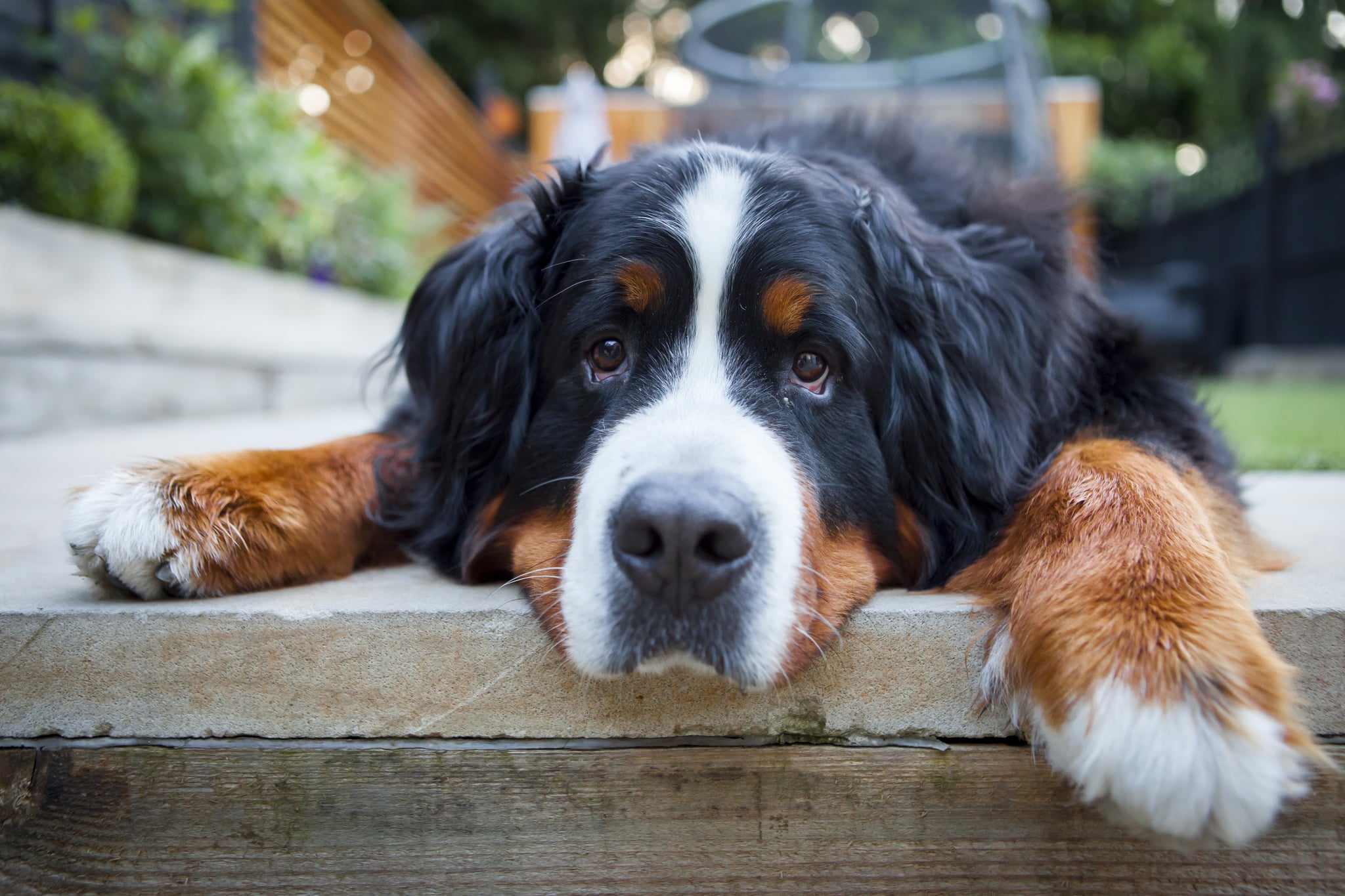 Bernese mountain dog apartment 2025