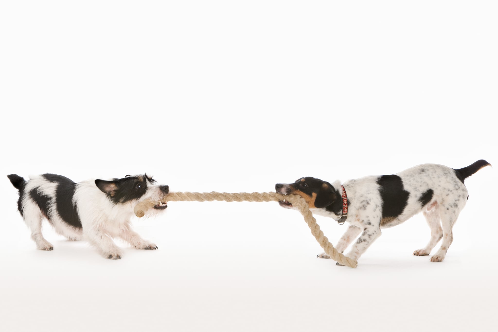 playing tug with your dog