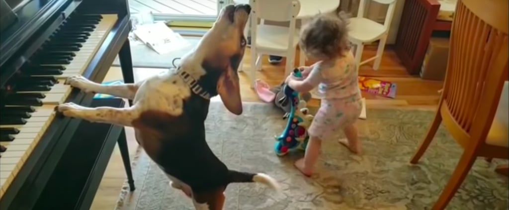 Video of Beagle Playing the Piano With a Little Girl Dancing