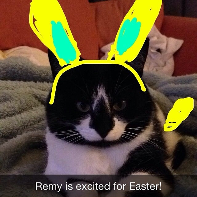 Easter cat > Easter. 
Source: Instagram user snapcatremy