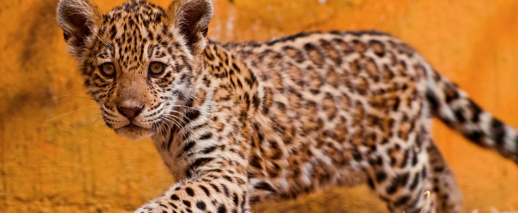 Differences Between Leopards, Jaguars, and Cheetahs