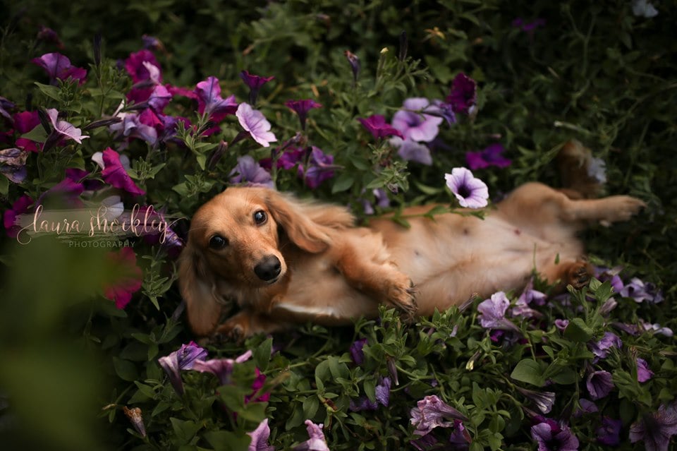 Dachshund Maternity Shoot