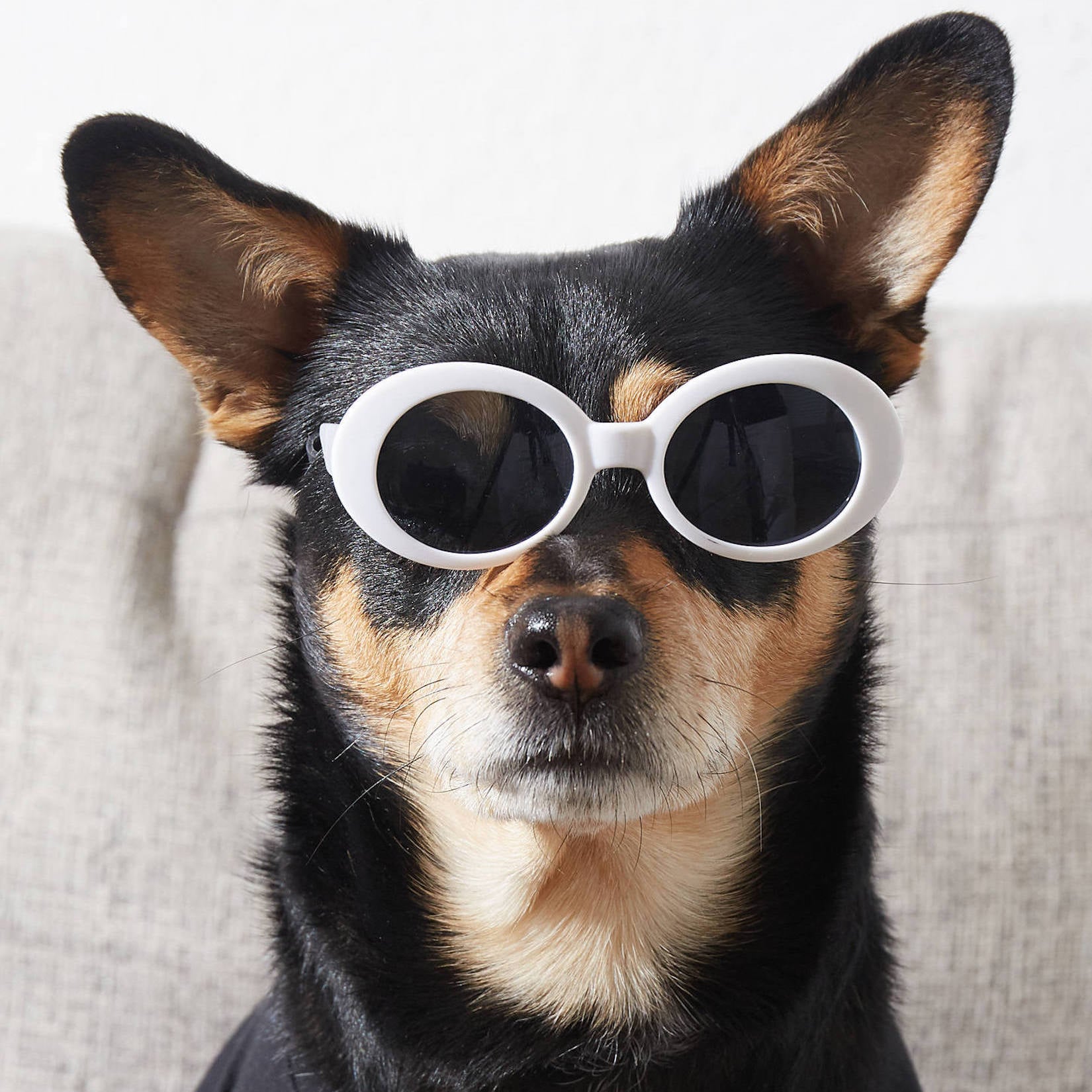 Dogs With Sunglasses