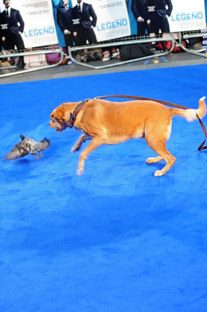 Tom Hardy's Dog at Legend Premiere