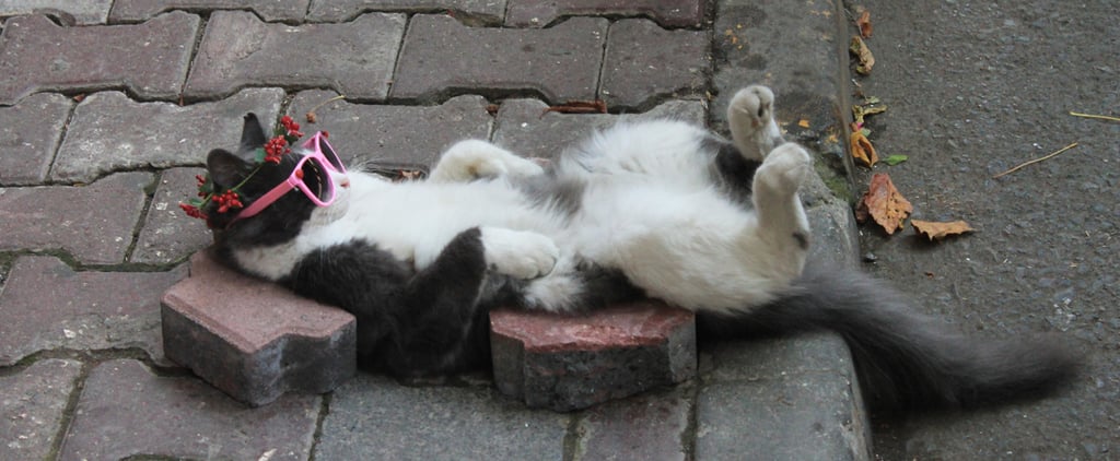 Best Funny Tumblr Photos of 2015