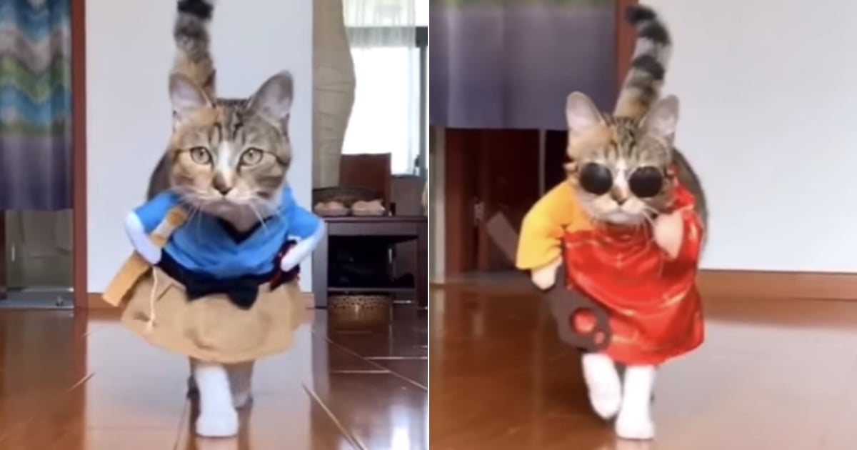 Cat Wearing Costumes a "Catwalk" | Video | POPSUGAR Pets