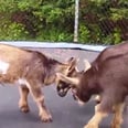 We're Kind of in Love With These Baby Goats Jumping on a Trampoline