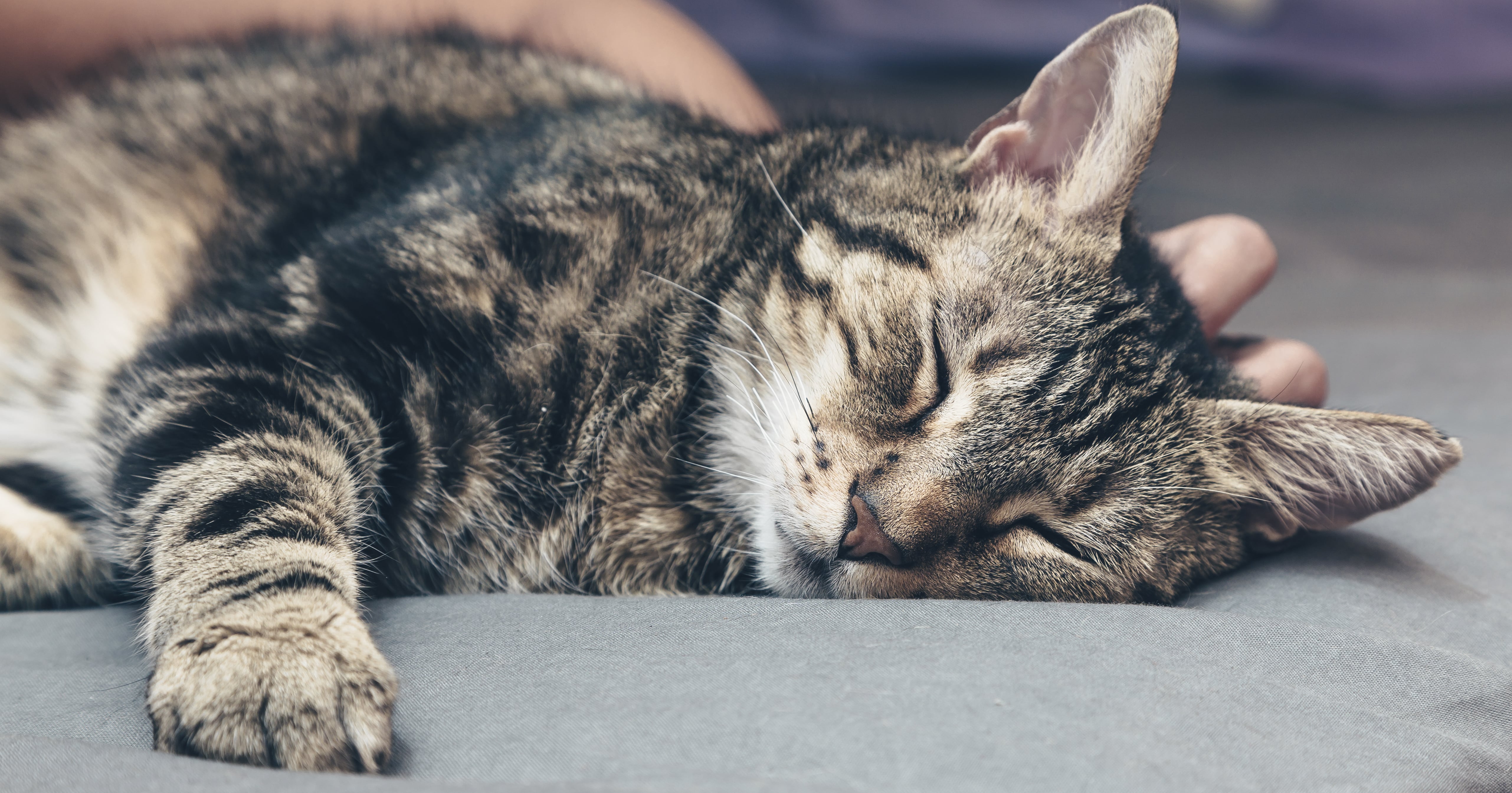 Why Does My Cat Drool When I Pet Them? POPSUGAR Pets