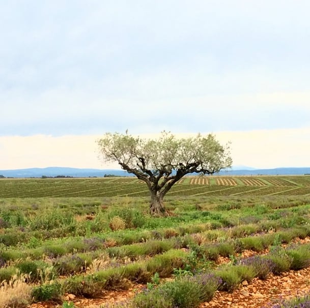 The Famous L'Occitane Tee