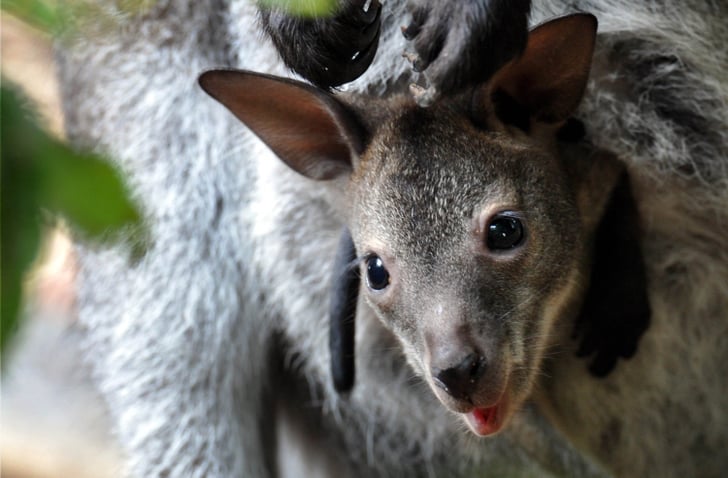 What S The Difference Between Kangaroos And Wallabies