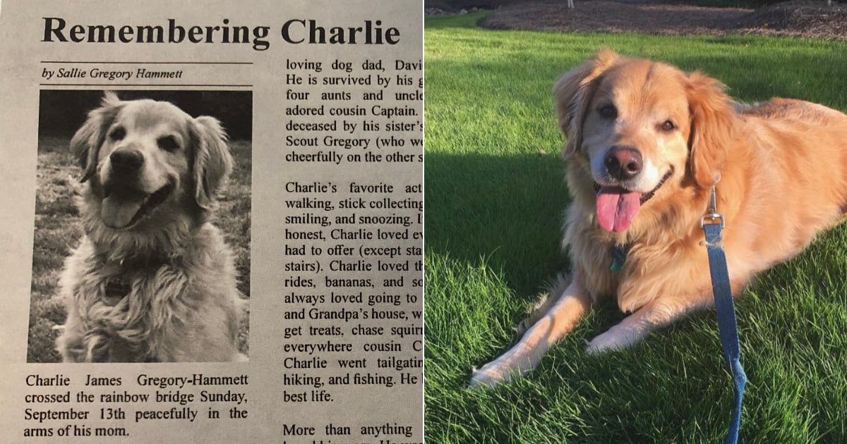 Dog Mom Writes Obituary For Golden Retriever Charlie POPSUGAR Pets