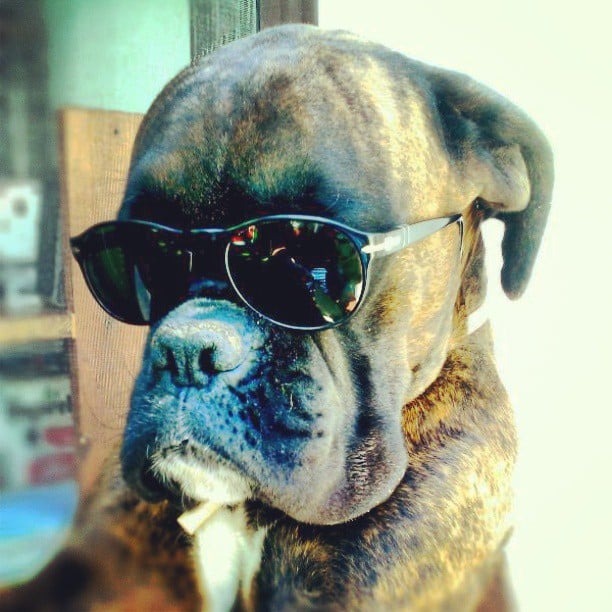 Whatchu Lookin' At? Pictures of Dogs Wearing Sunglasses POPSUGAR Pets Photo 12