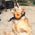 So This Dog Is Really Bad at Catching Food