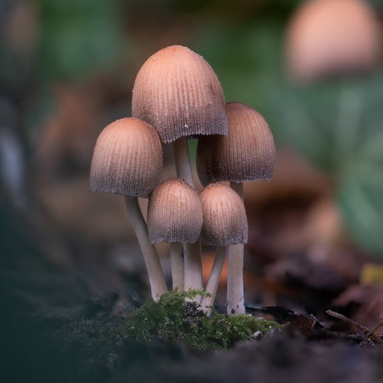 Magic Mushroom Compound Psilocybin Helps Treat Depression