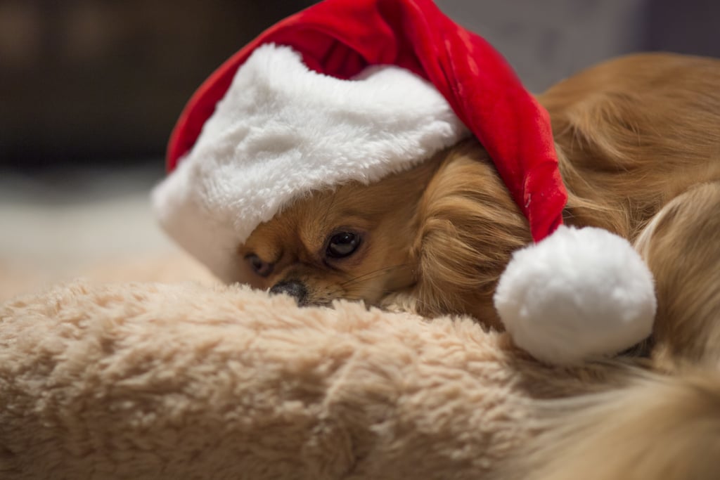 A Tuckered Out Santa Paws