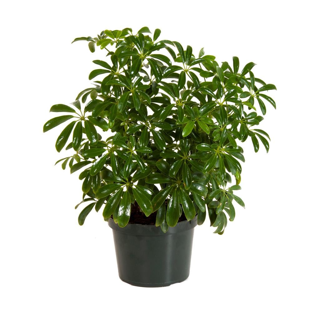 Best Trees And Plants From Home Depot Popsugar Home