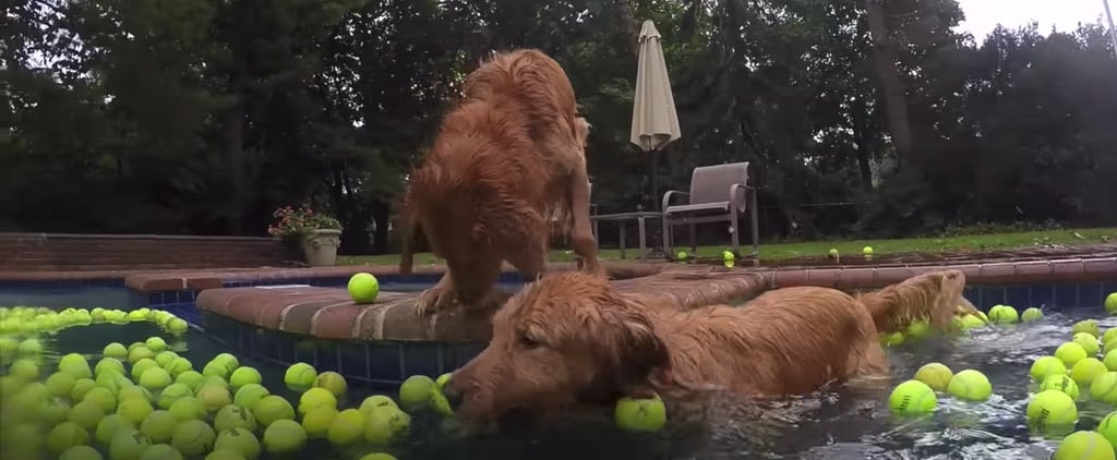 Videos of Dogs Swimming