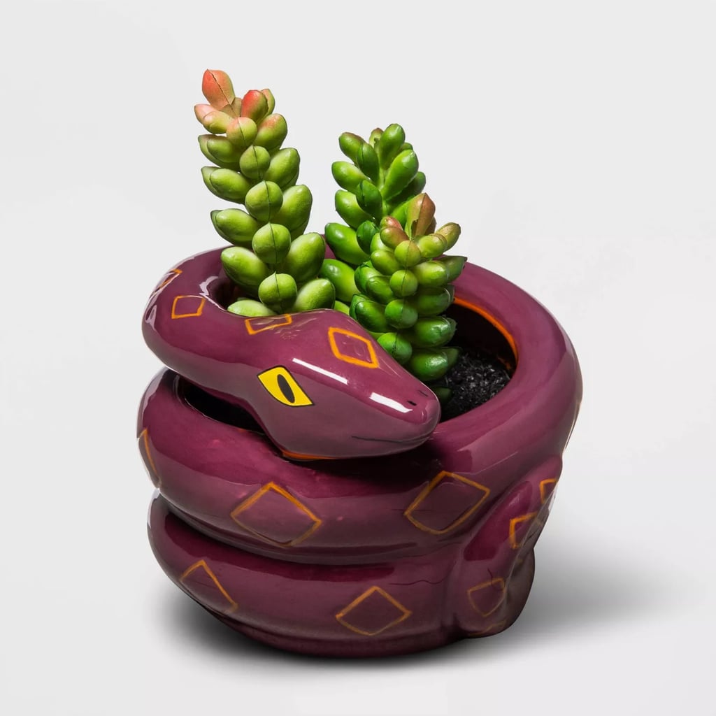 Target Snake with Green Succulent