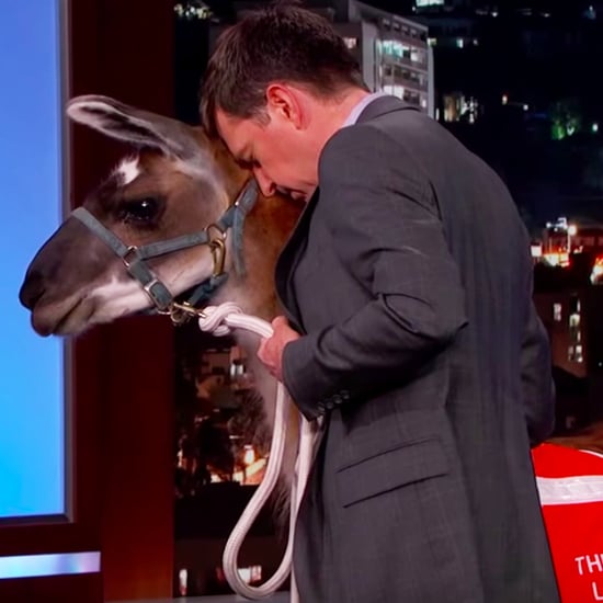 Ed Helms Brings a Llama to Jimmy Kimmel Live