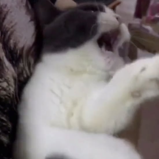 Cat Screaming at Food Being Taken Away | TikTok Video