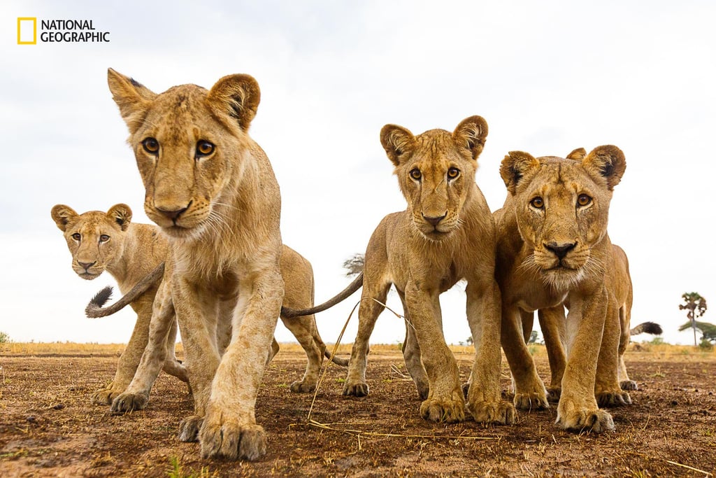 Curious Lions