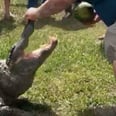 This Family's Gender Reveal Featured a Live Alligator, So Cue the Anxiety