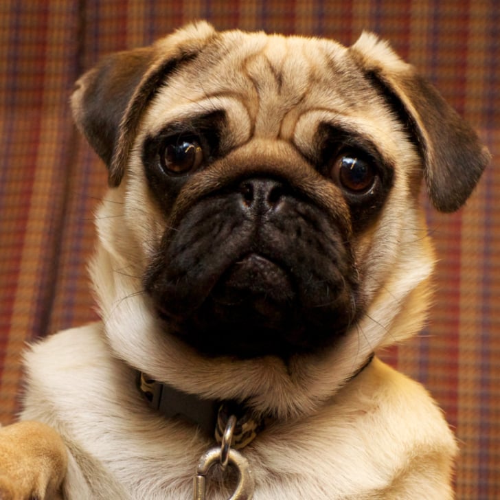 Download Cute Dog Gifs Popsugar Pets