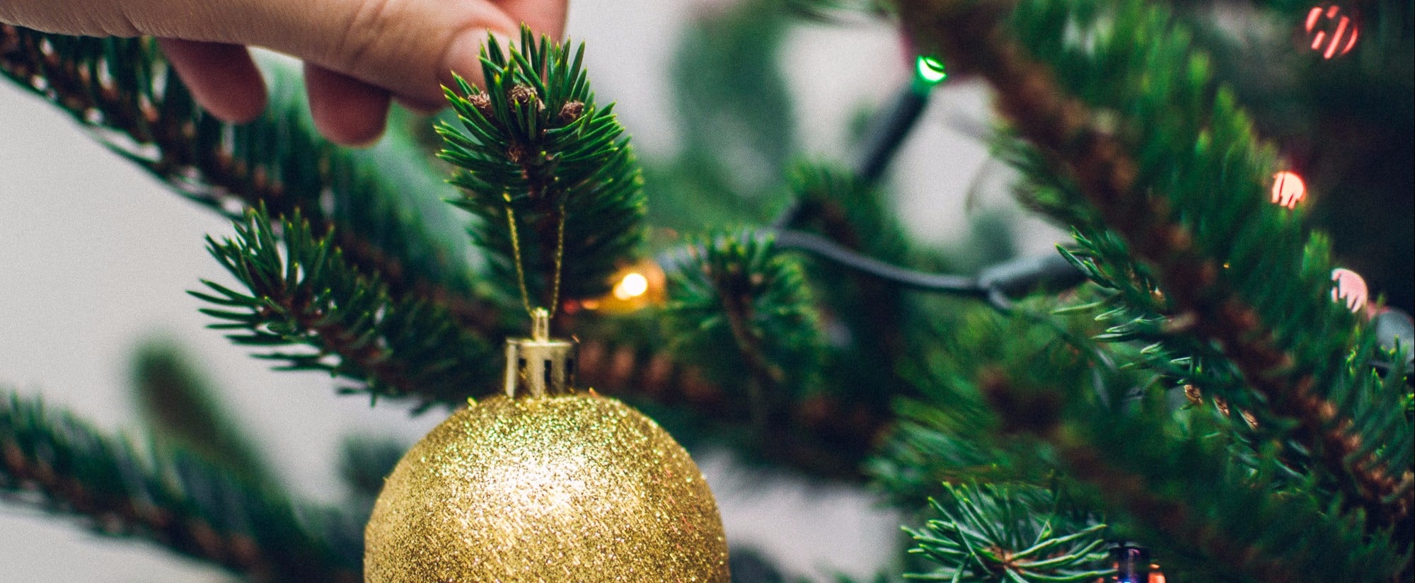How to Keep a Christmas Tree Alive | PS Home