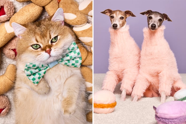 Target pet outlet