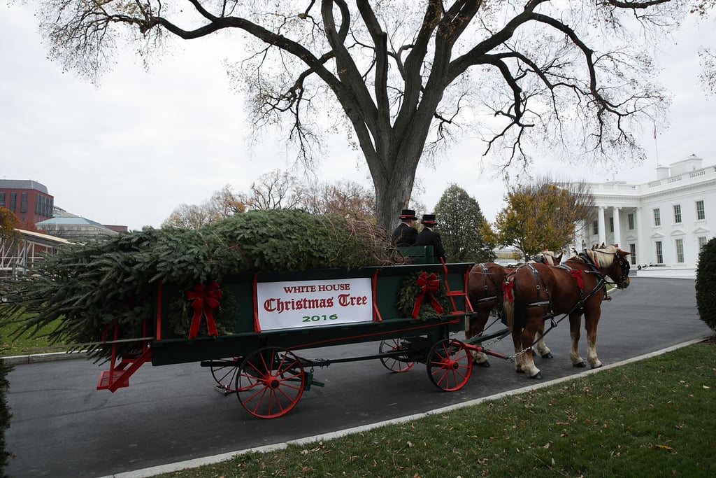 Michelle Obama Welcomes White House Christmas Tree 2016