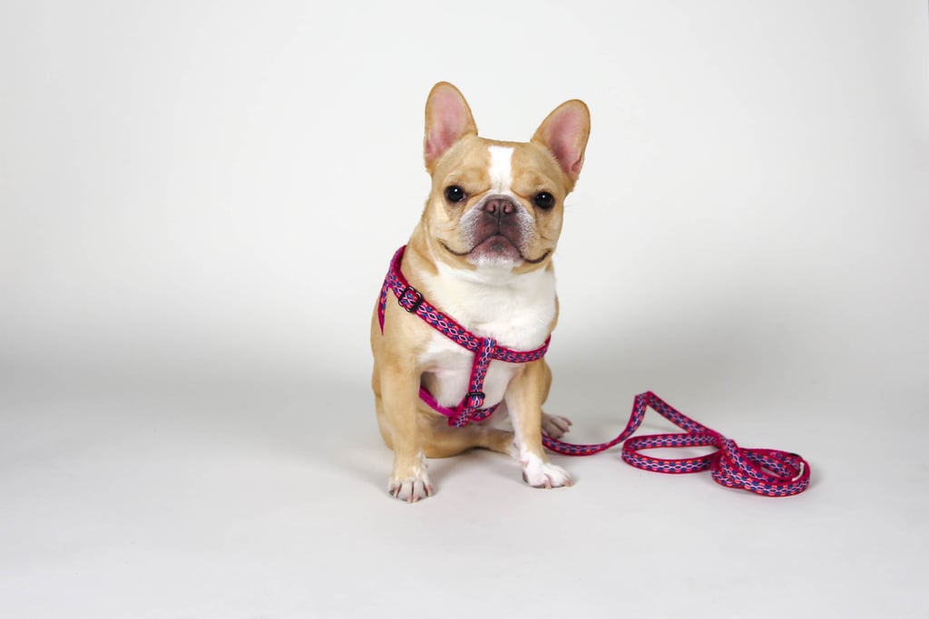 Allku Pets Harness ($44)
Chloe: “I love the colors, the fact that these harnesses are actually handmade in Ecuador, AND that every purchase benefits The Anti-Cruelty Society.”