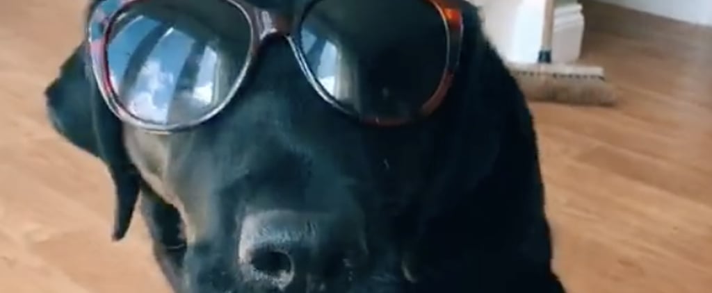 Videos of Dogs in Sunglasses Dancing to "Banana" on TikTok