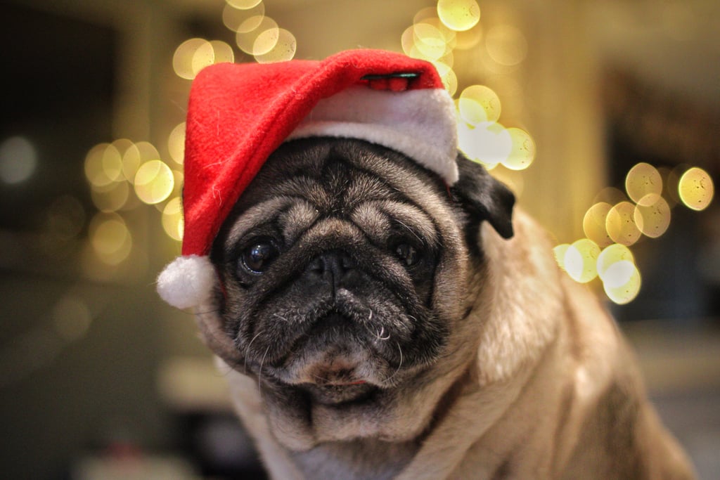 Dogs Dressed as Santa