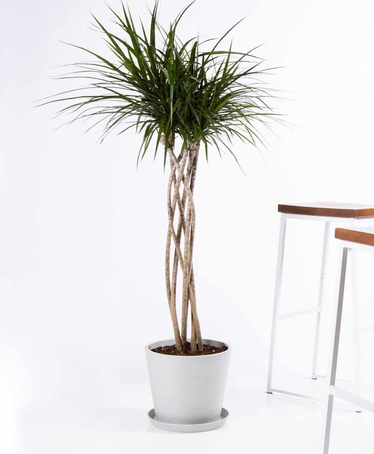 Best Large Indoor Plants Popsugar Home