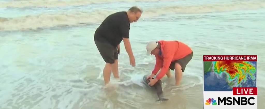 NBC's Kerry Sanders Rescues 2 Dolphins After Hurricane Irma