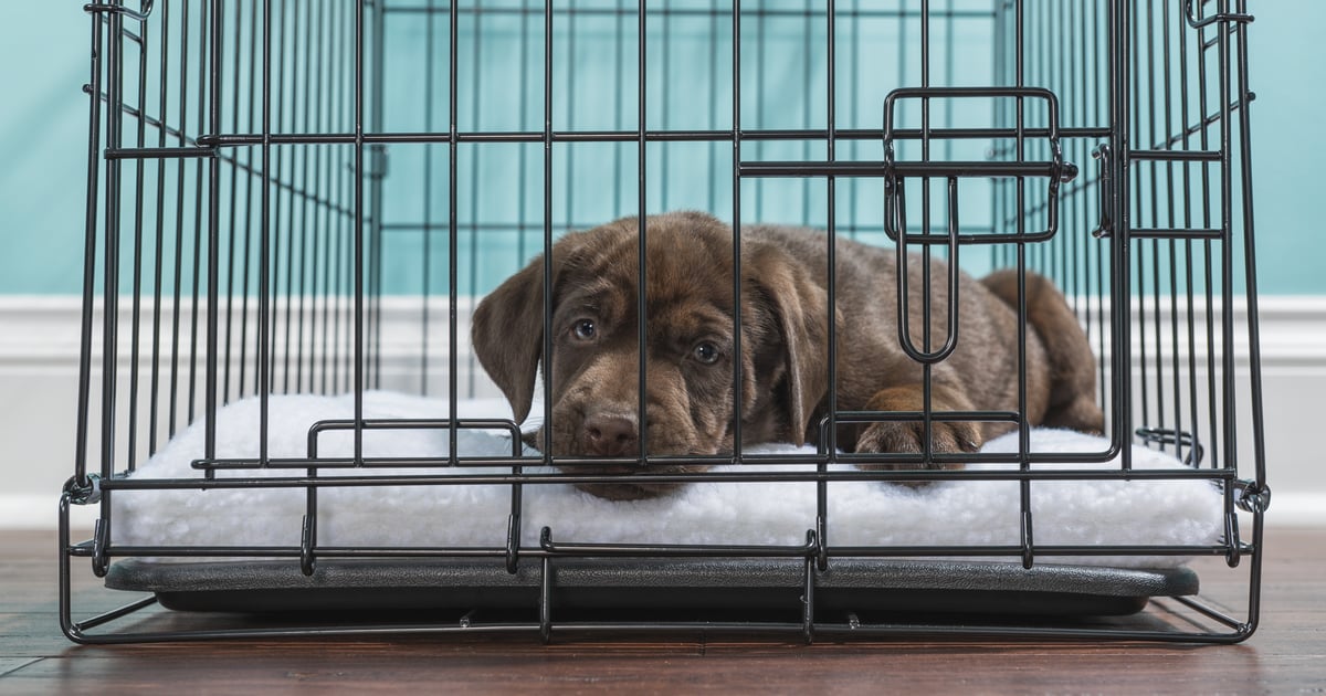 how do you house train a crate dog