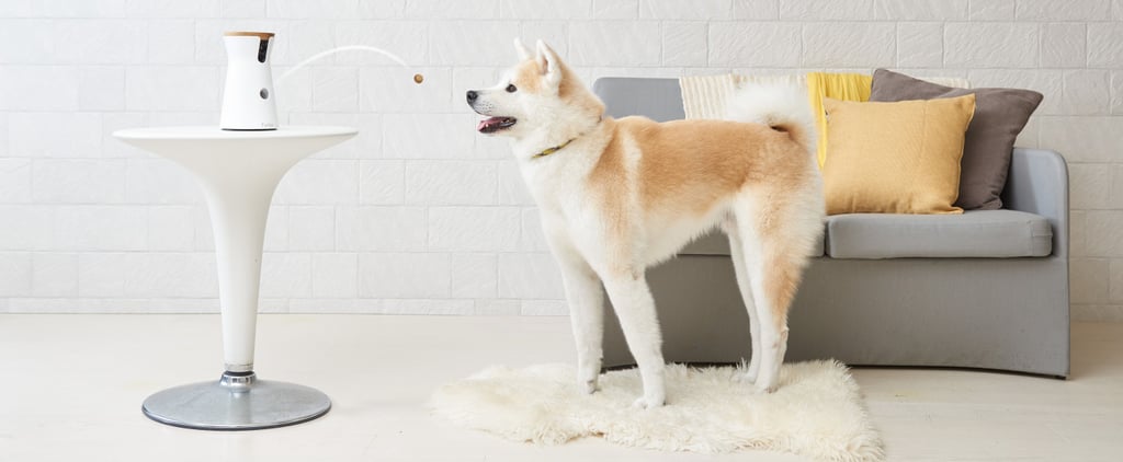 Furbo Dog Camera With AI, Selfie and Smart Alert Tech Review