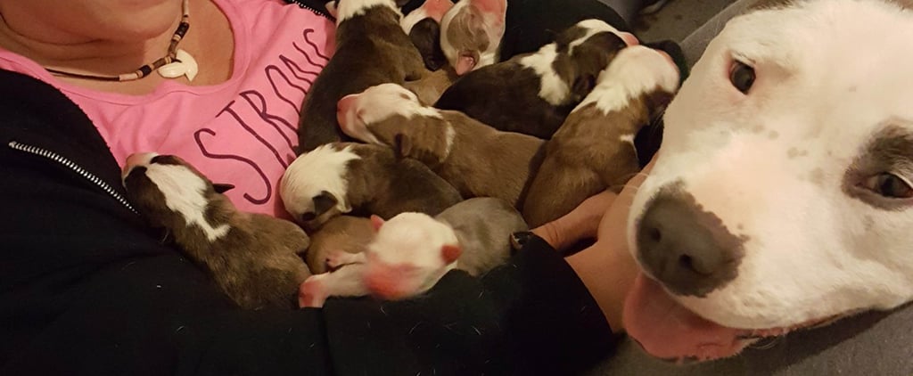 Rescue Pit Bull Showing Off Her Puppies