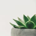 How to Be the Best Plant Parent to Your Skin-Saving Aloe Vera Tree