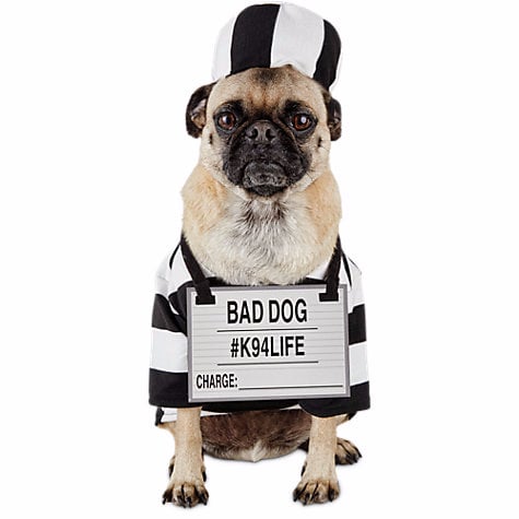 dog prison outfit