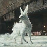 Meet Mysterious Crystal Foxes Star