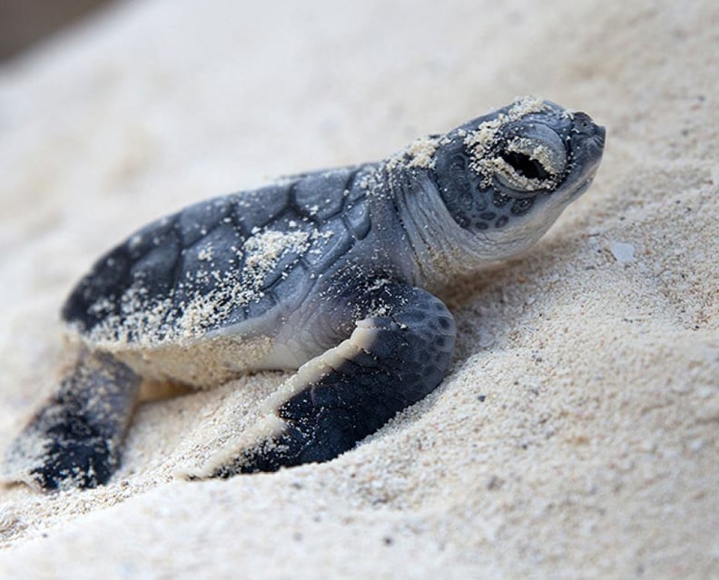 Endangered Turtles Release Program