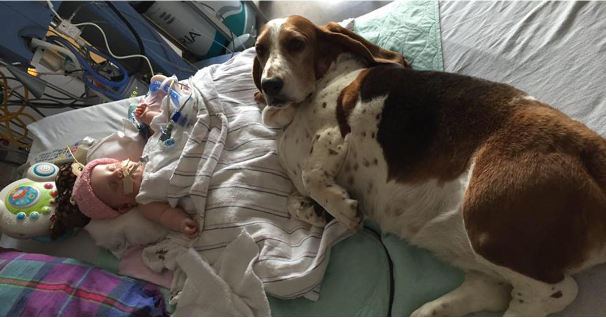 baby basset hounds